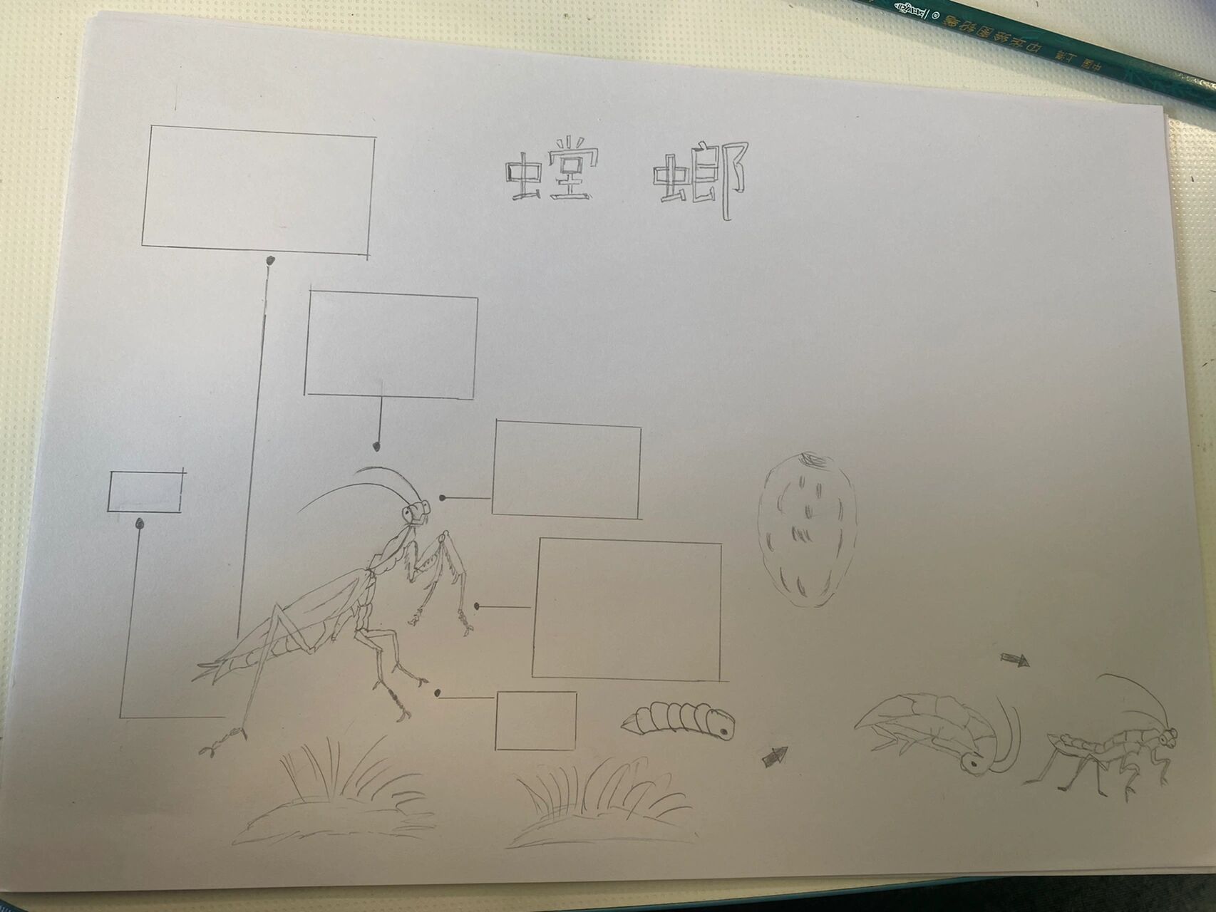 手抄报昆虫—螳螂 小学生手抄报