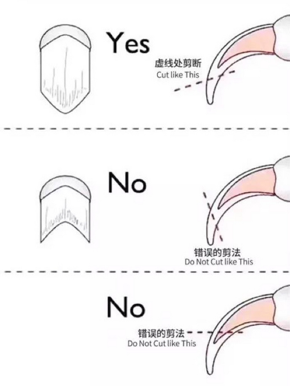 给猫剪指甲的角度图解图片