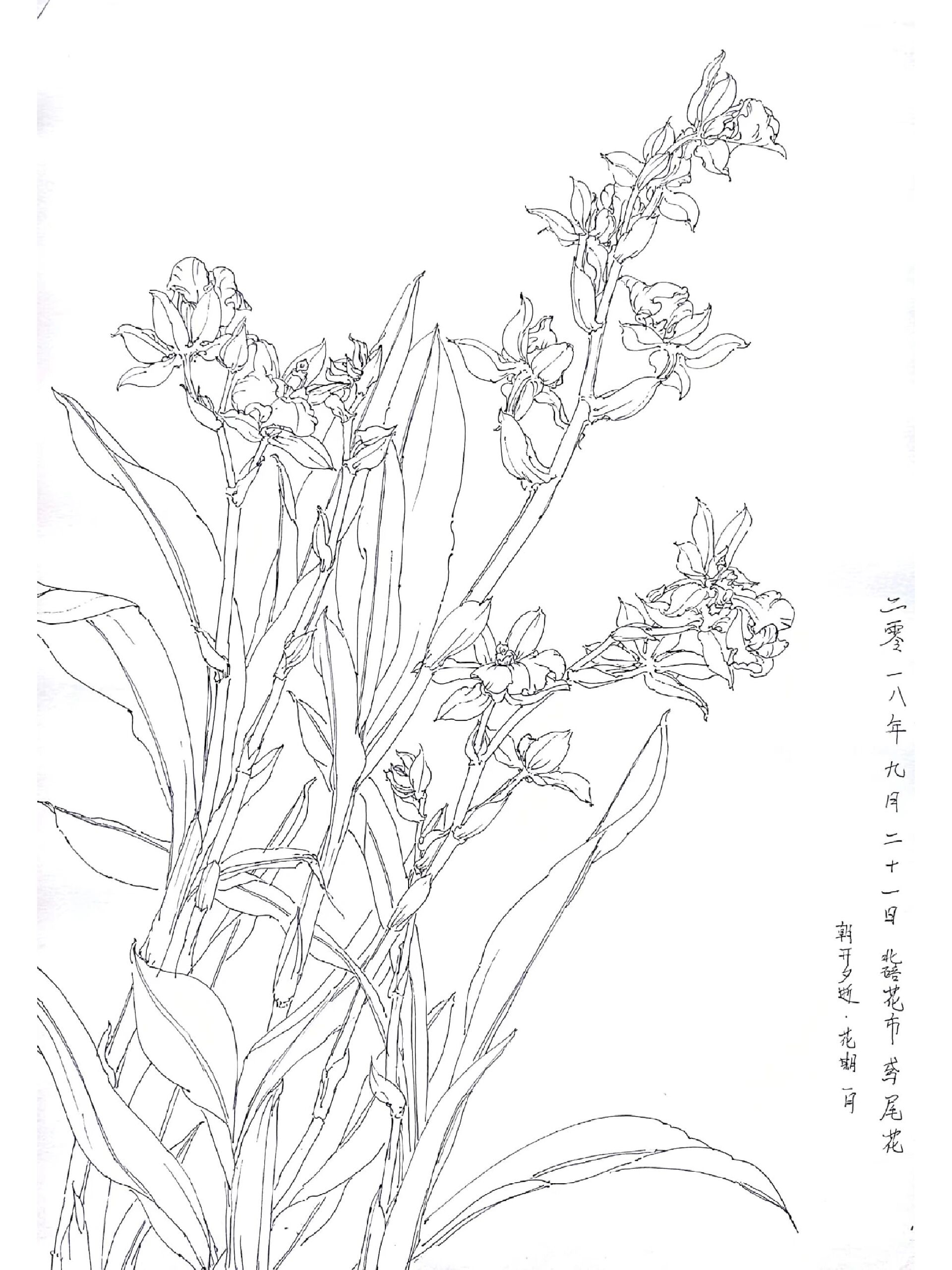 线描写生——鸢尾花