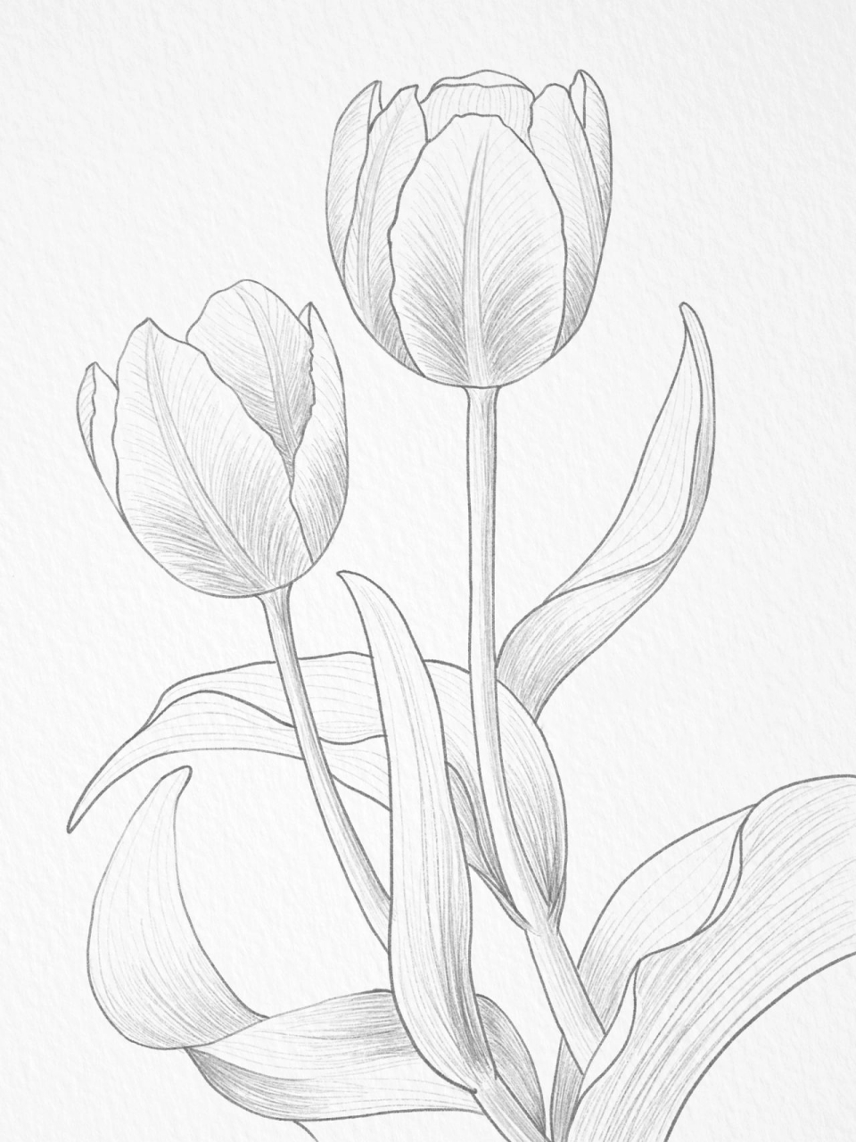 郁金香线稿(含步骤图) 描了好几遍的线稿,每一个线稿都是在上一个线稿