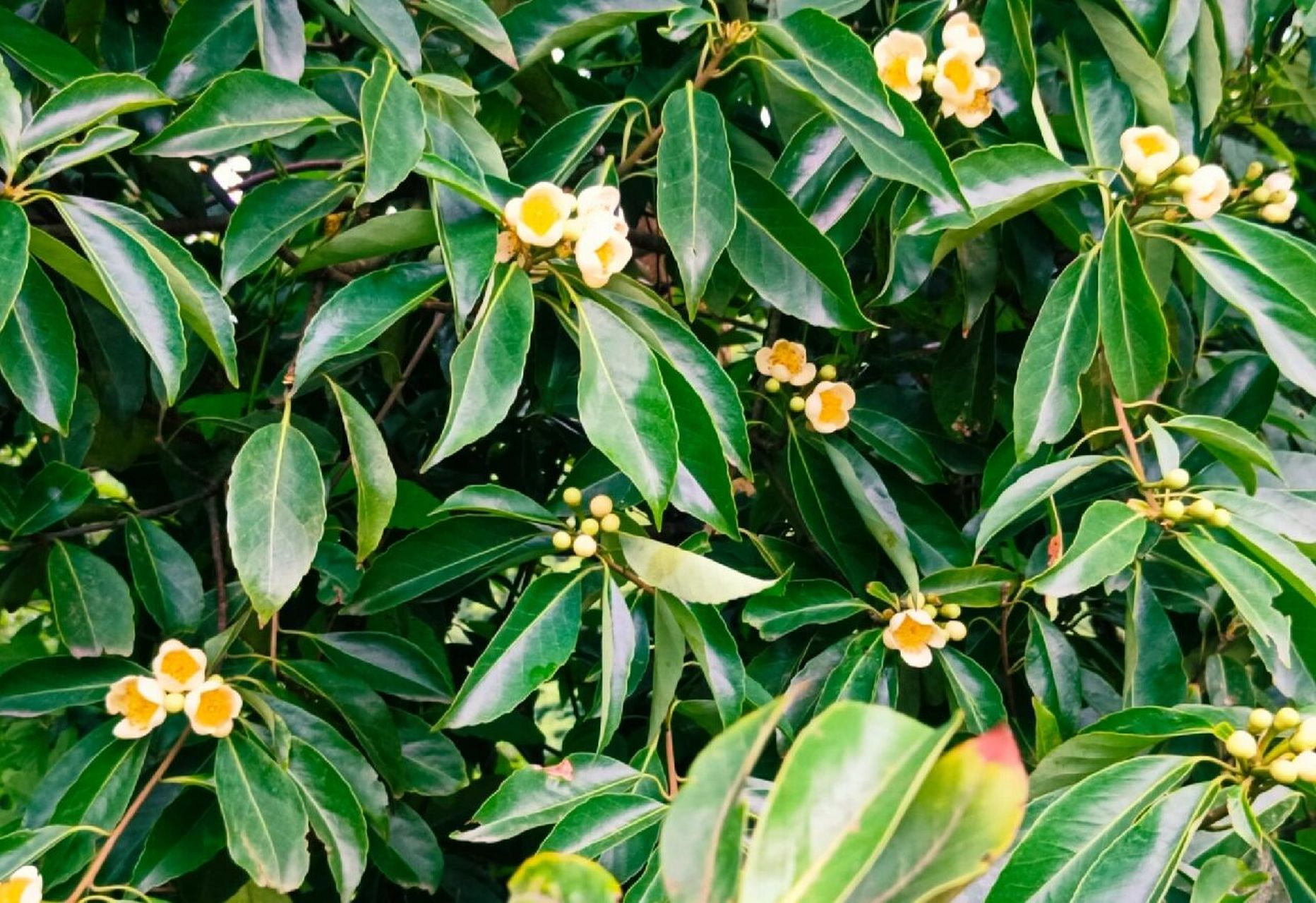 植物小科普～木荷 别名:荷木,木艾树,何树 科:山茶科 特征:常绿大乔木