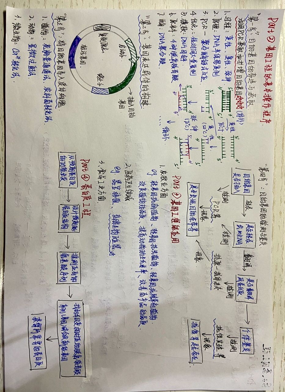 基因工程思维导图详细图片