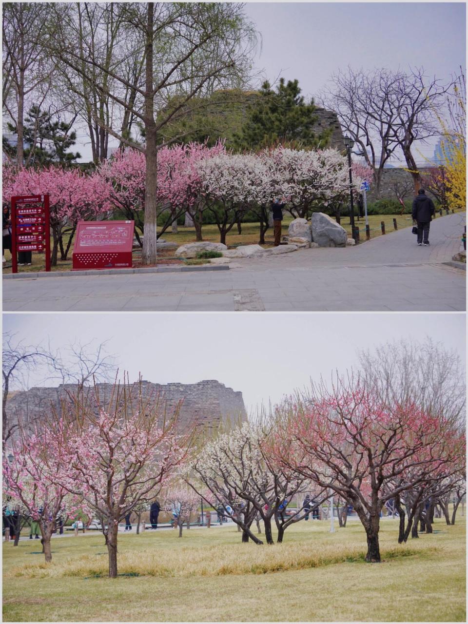 北京观赏梅花景点图片