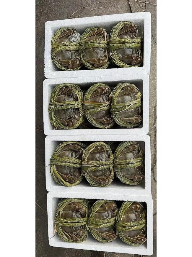 江苏特大红膏蟹!9030一斤!