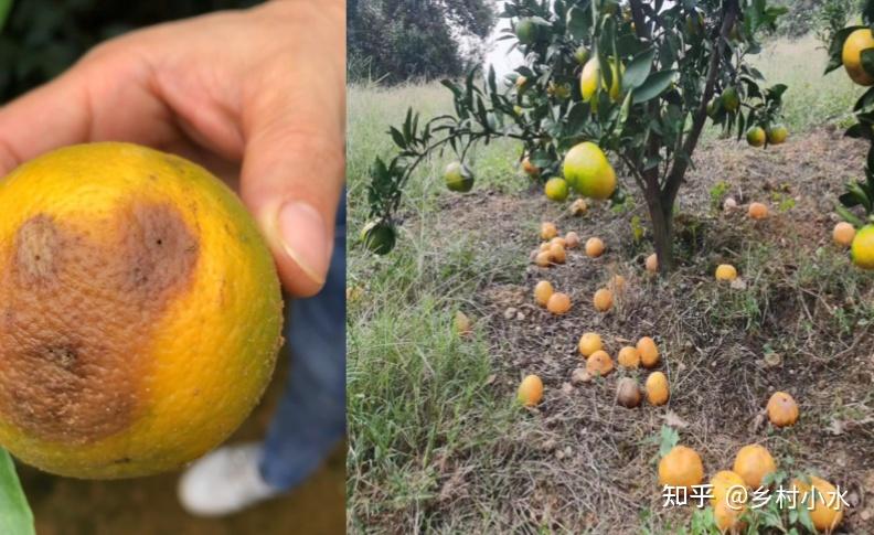 果实杀手果实蝇最好的防治方法是什么这6招招招有效