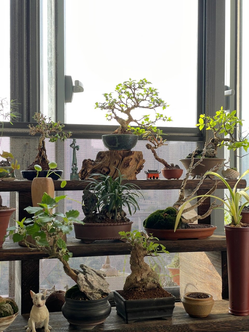 最近入手一棵香枫,家中新c位～ 香枫这小叶真是可爱,摸一摸还会有香味