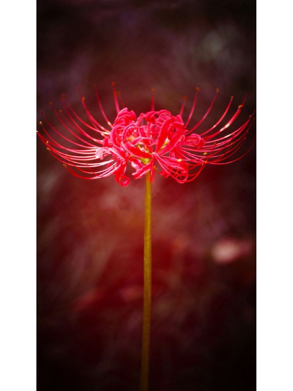 彼岸花即曼珠沙华 又名往生花 彼岸花即曼珠沙华 又名往生花,是石蒜的