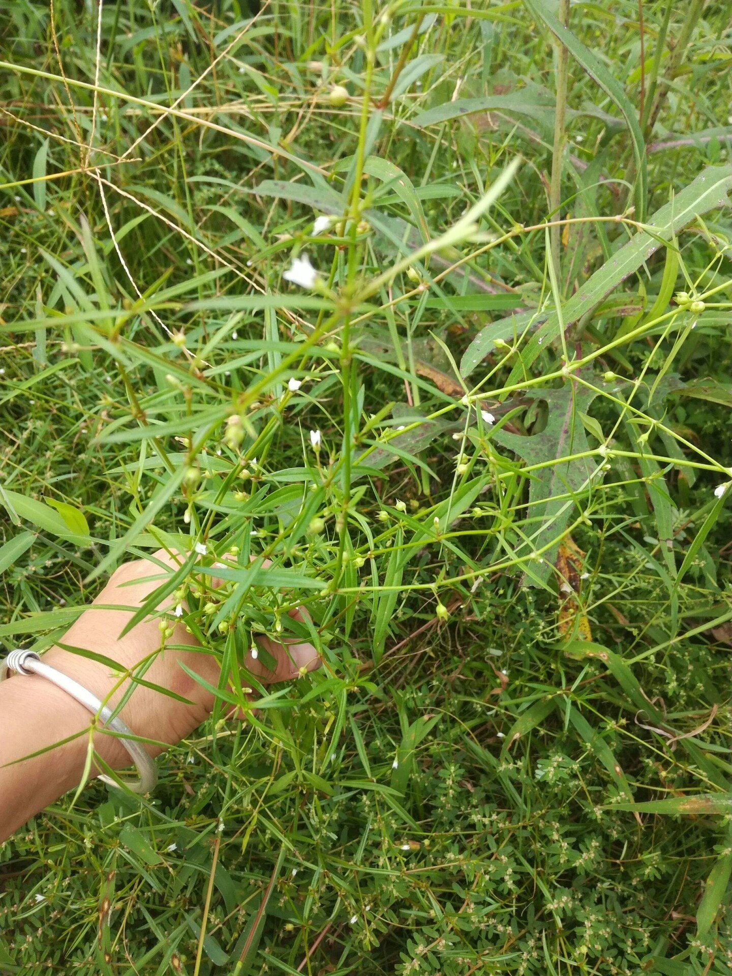 飞蛇草是什么样子图片图片