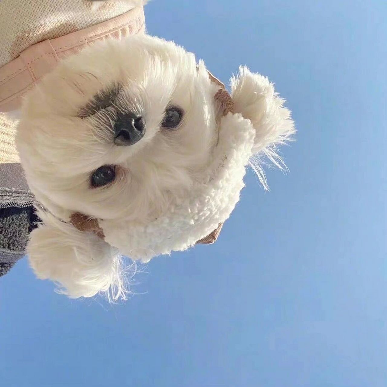 情侣头像/动物头像/狗狗头像 我真的好喜欢小狗狗啊,这个马尔济斯有没