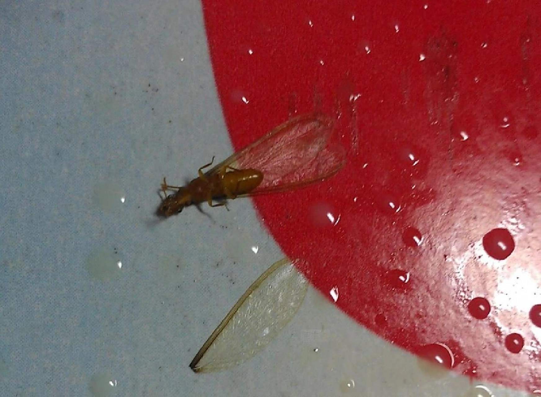 飞蚂蚁彻底消灭的方法 飞蚂蚁样子像蚂蚁,但是它们有翅膀,还会飞,和