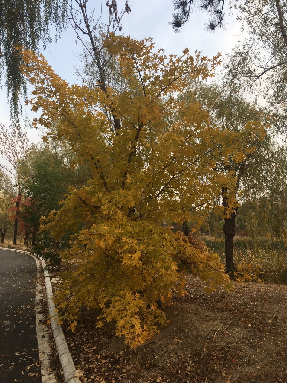 长春市区露营胜地———翠泉源 南三环和卫星路之间的翠泉源,帐篷林立