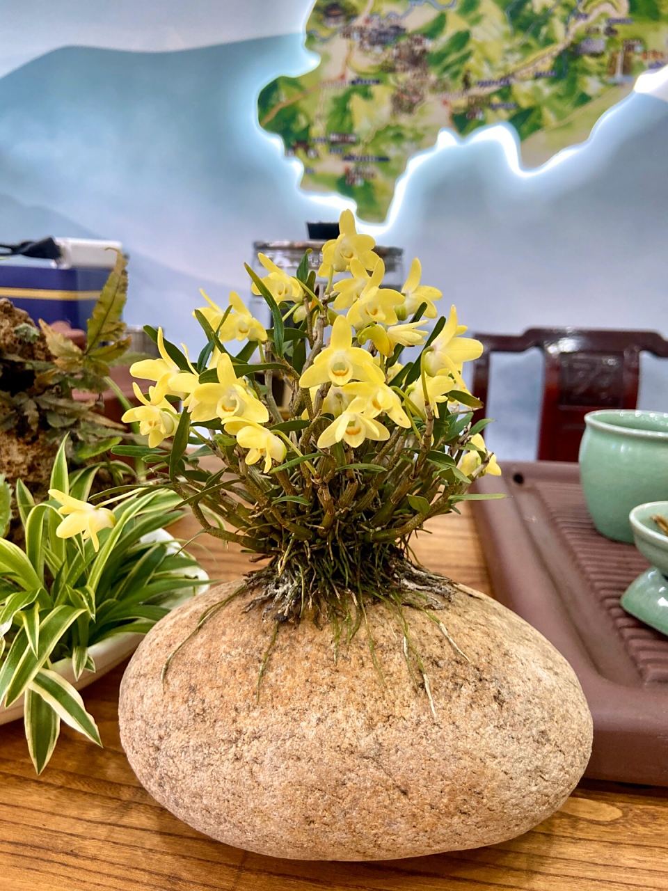 《今日说斛》你见过长在石头上的霍山石斛吗?