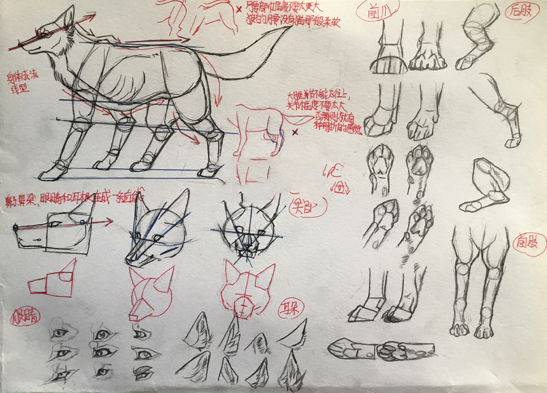 教程来啦!    狼身体结构教程～ 超详细,慢慢学,希望有所帮助