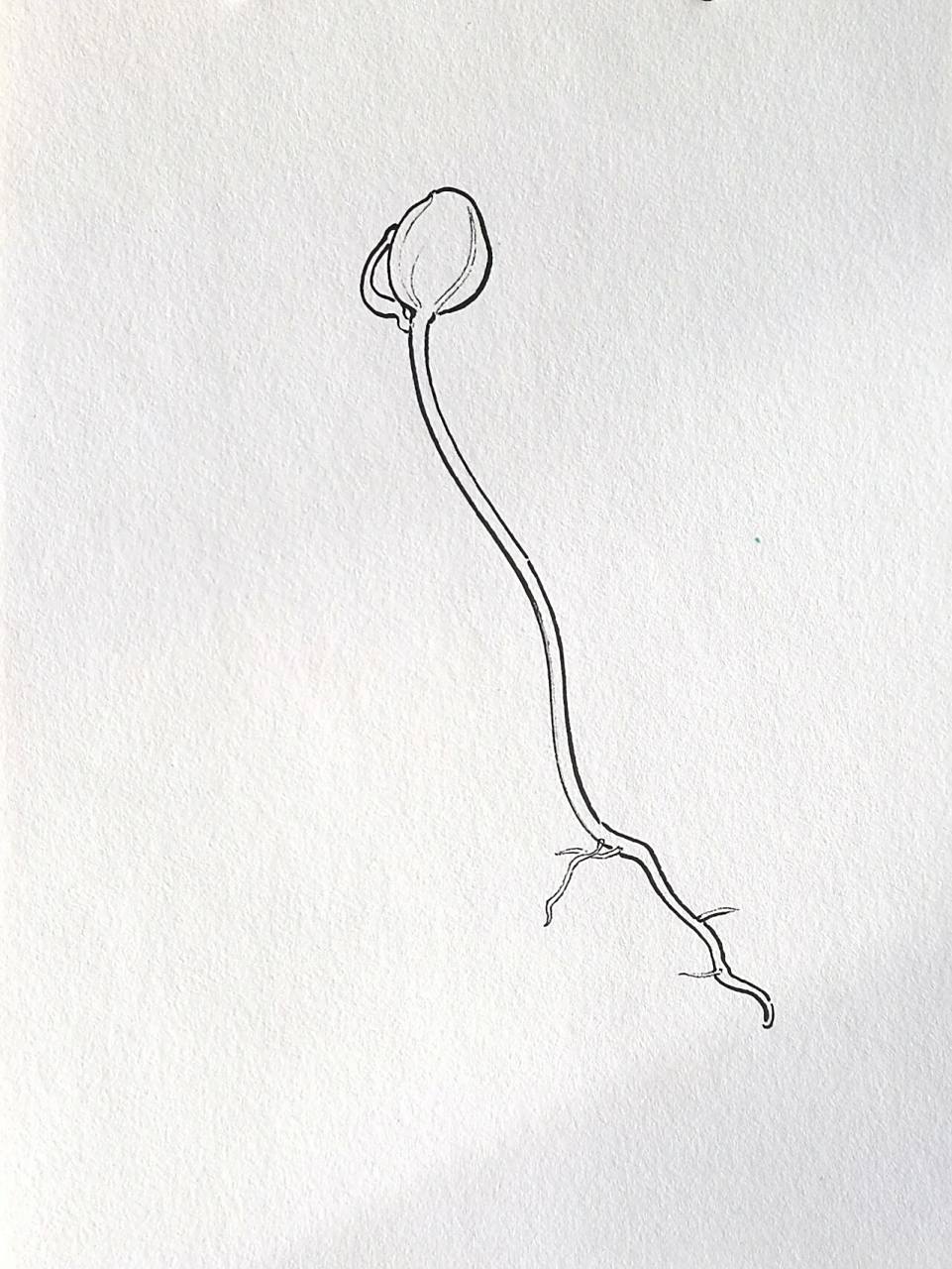 【线描过程图】教你画一组豆芽,附详细步骤 是生芽的黄豆,素材摆得很