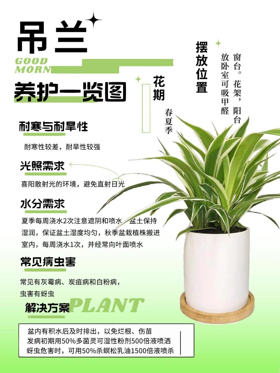 吊兰寓意好,造型好看, 如果看到开花会迎来好运哈 放家里还能吸甲醛