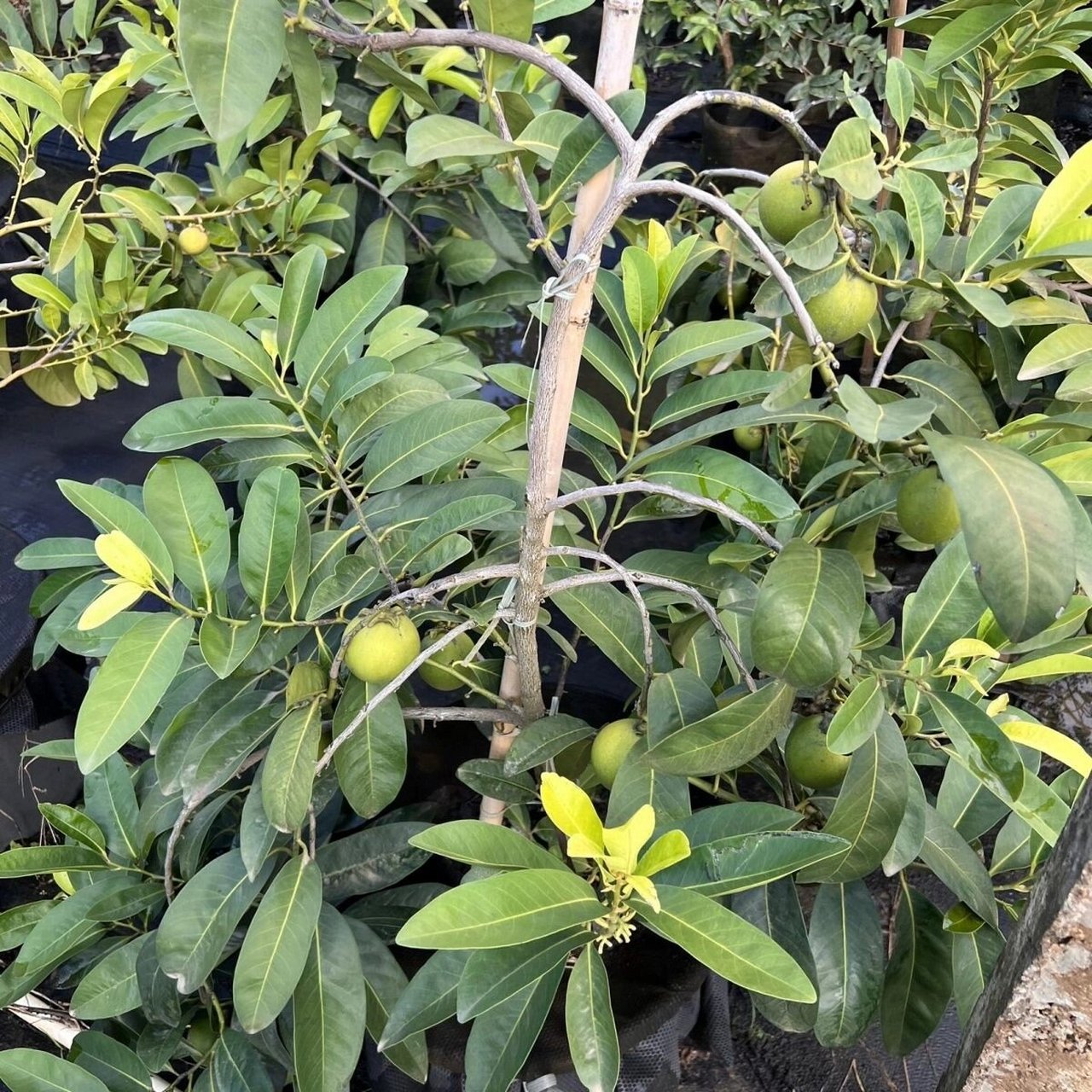 黑柿巧克力布丁果 #果树# #巧克力黑柿# #柿子# #巧克力黑柿苗