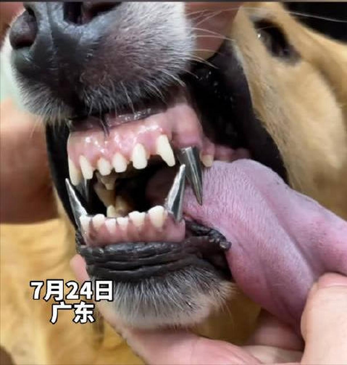 于是,它被主人安排进宠物牙科,直接装了四颗钛合金的牙.