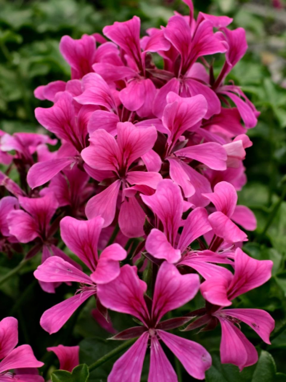 好种的一款挂篮花卉——垂吊天竺葵 垂吊天竺葵龙卷风系列,先正达公司