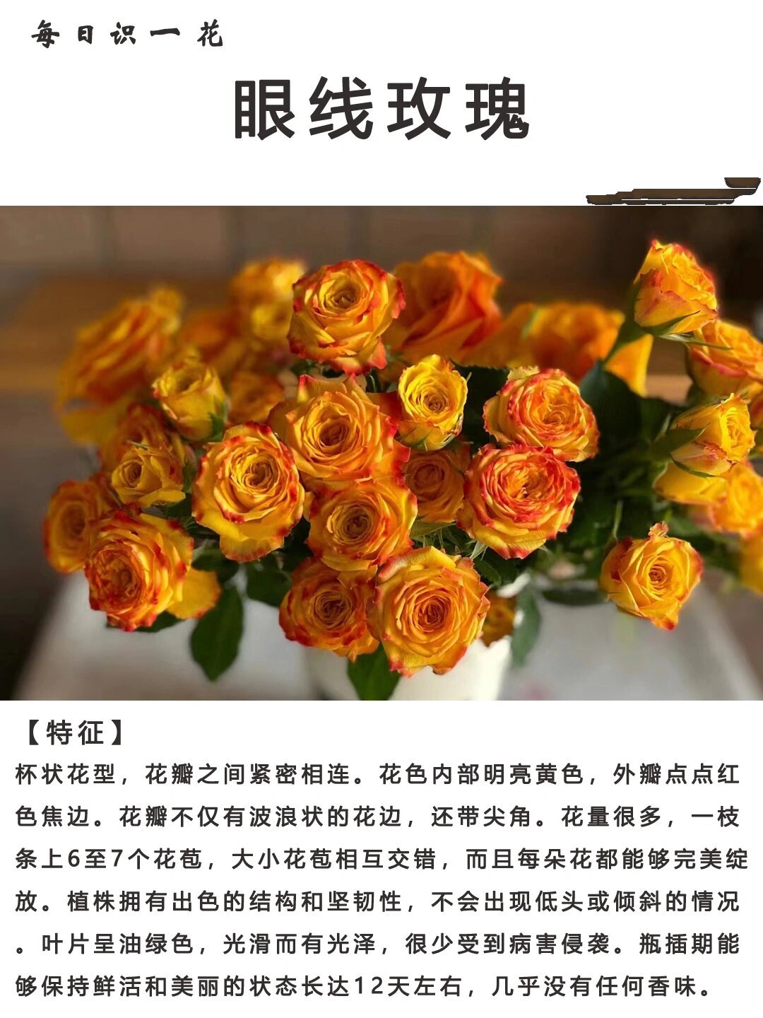 眼线玫瑰花介绍图片