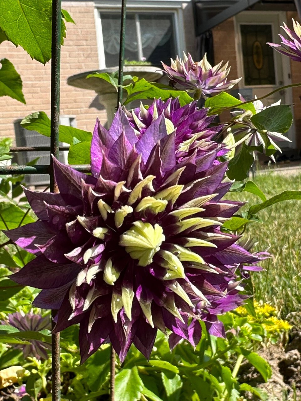 铁线莲有很多种类和品种,花色丰富多样,包括白色,粉色,紫色,蓝色和