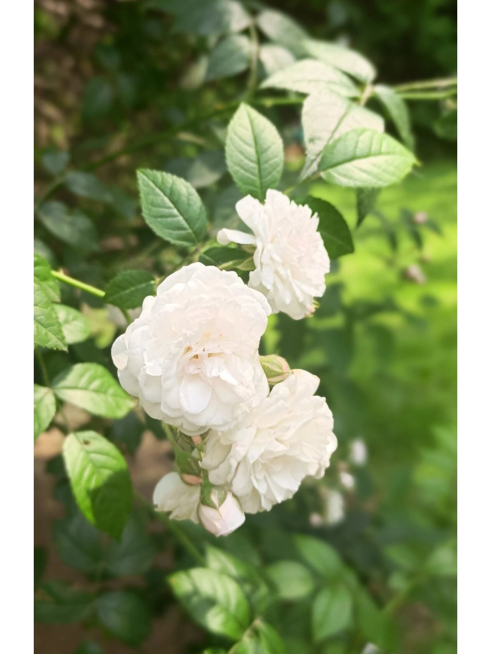 白玉堂—蔷薇 白玉堂是野蔷薇的一个变种,攀援灌木,小枝圆柱形;羽状