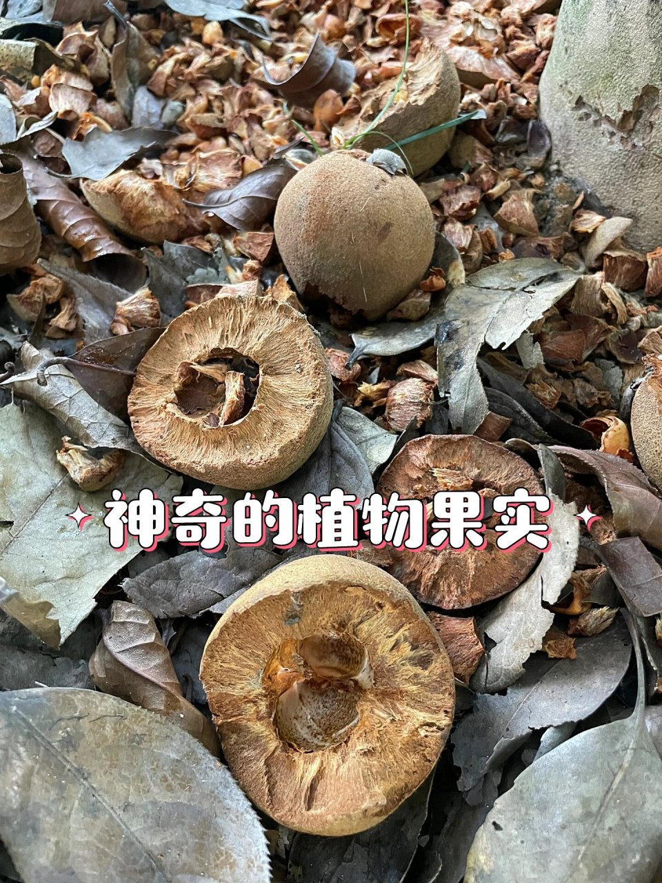 椰子果实结构图片图片