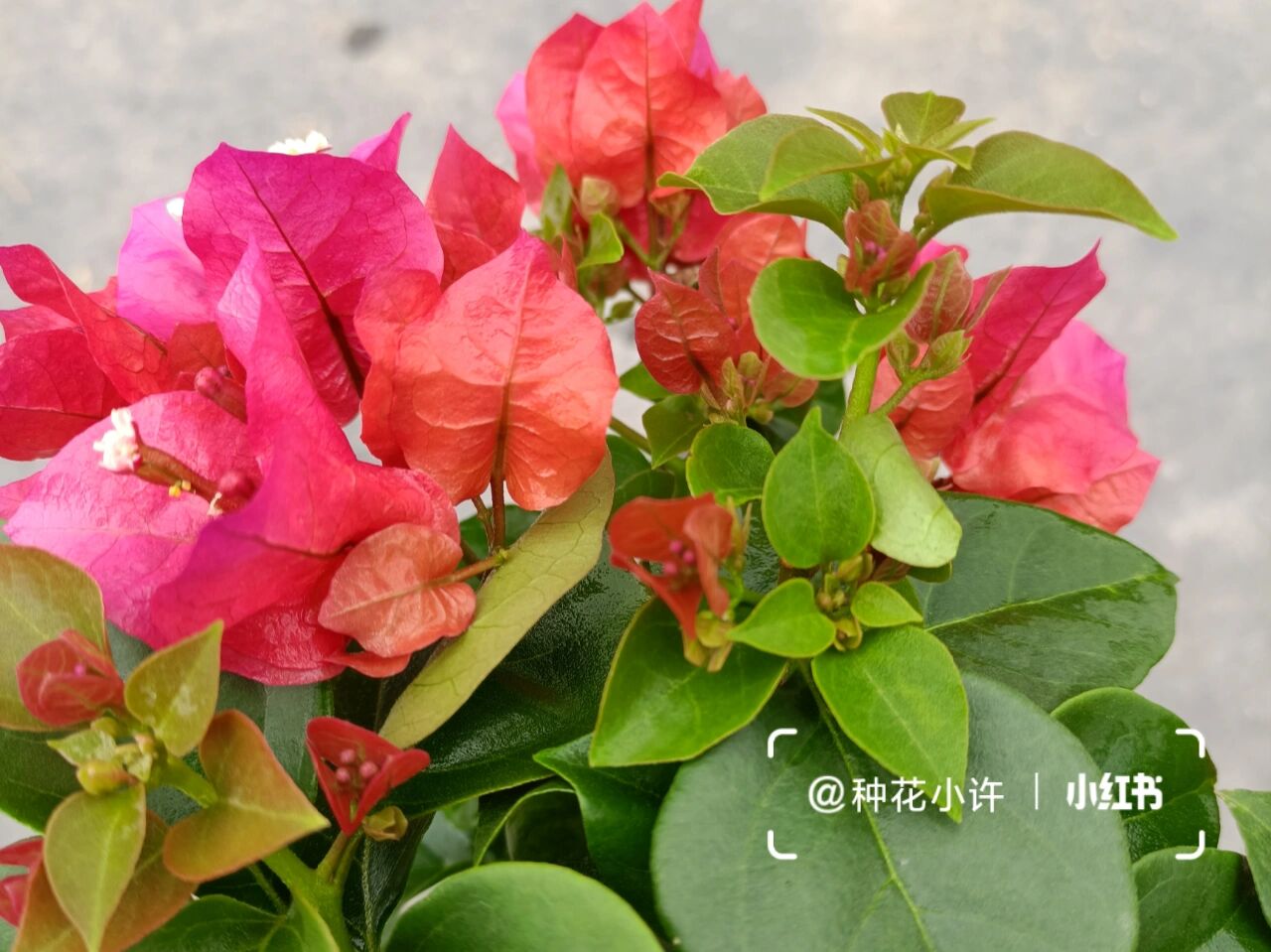 三角梅品种:潮州红,也称中国红,广东红 潮州红是特别基础的红花三角梅