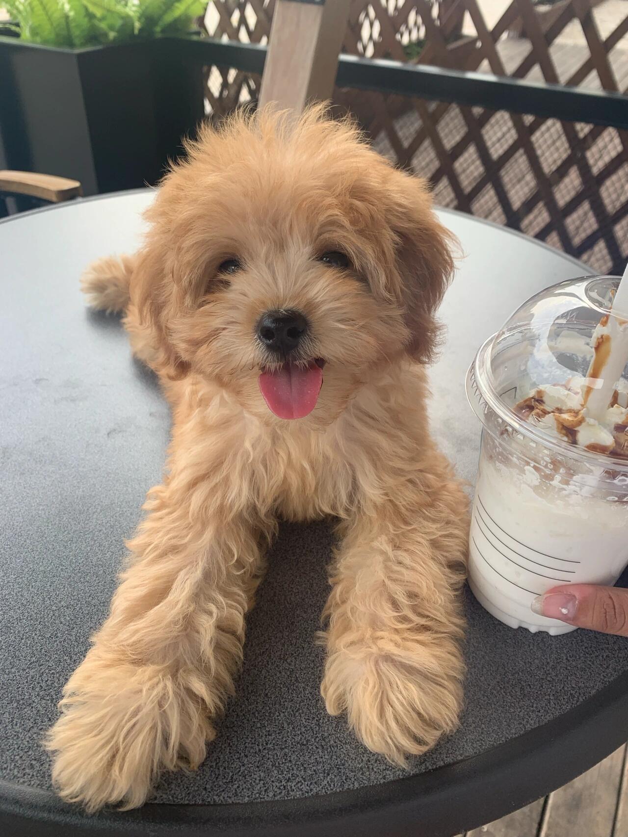 直毛泰迪,美容前后对比