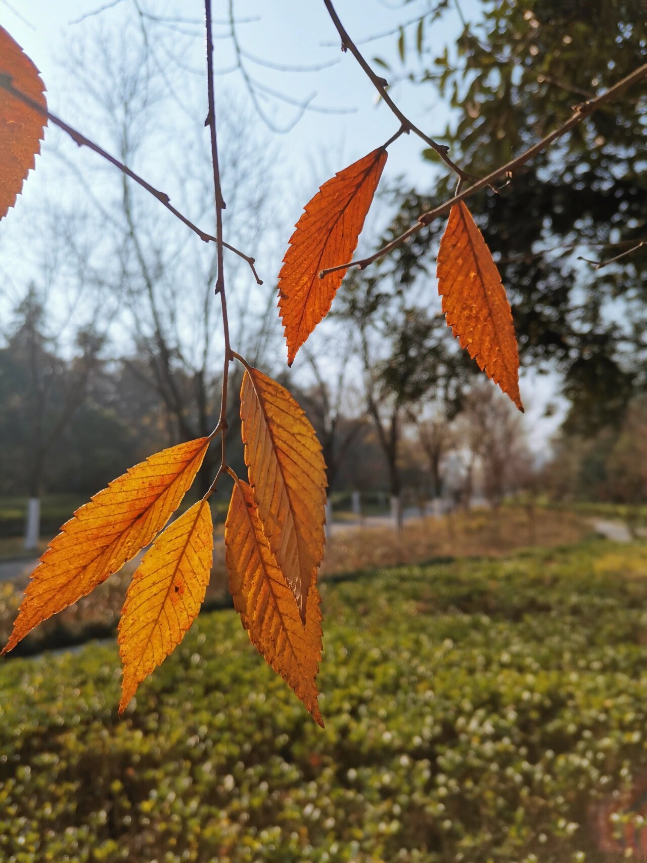 榉树叶 搜图是榉树叶