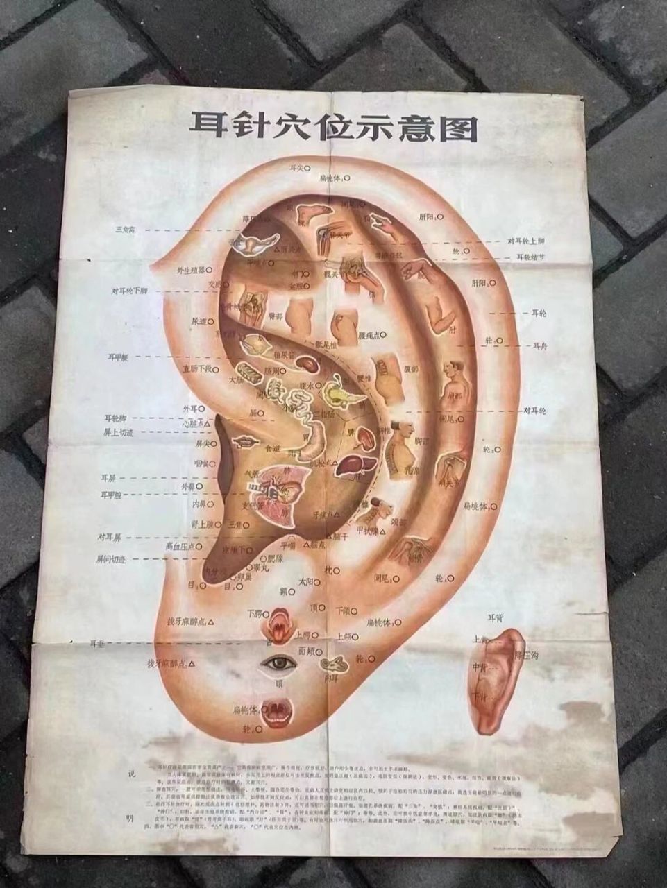 耳针穴位示意图