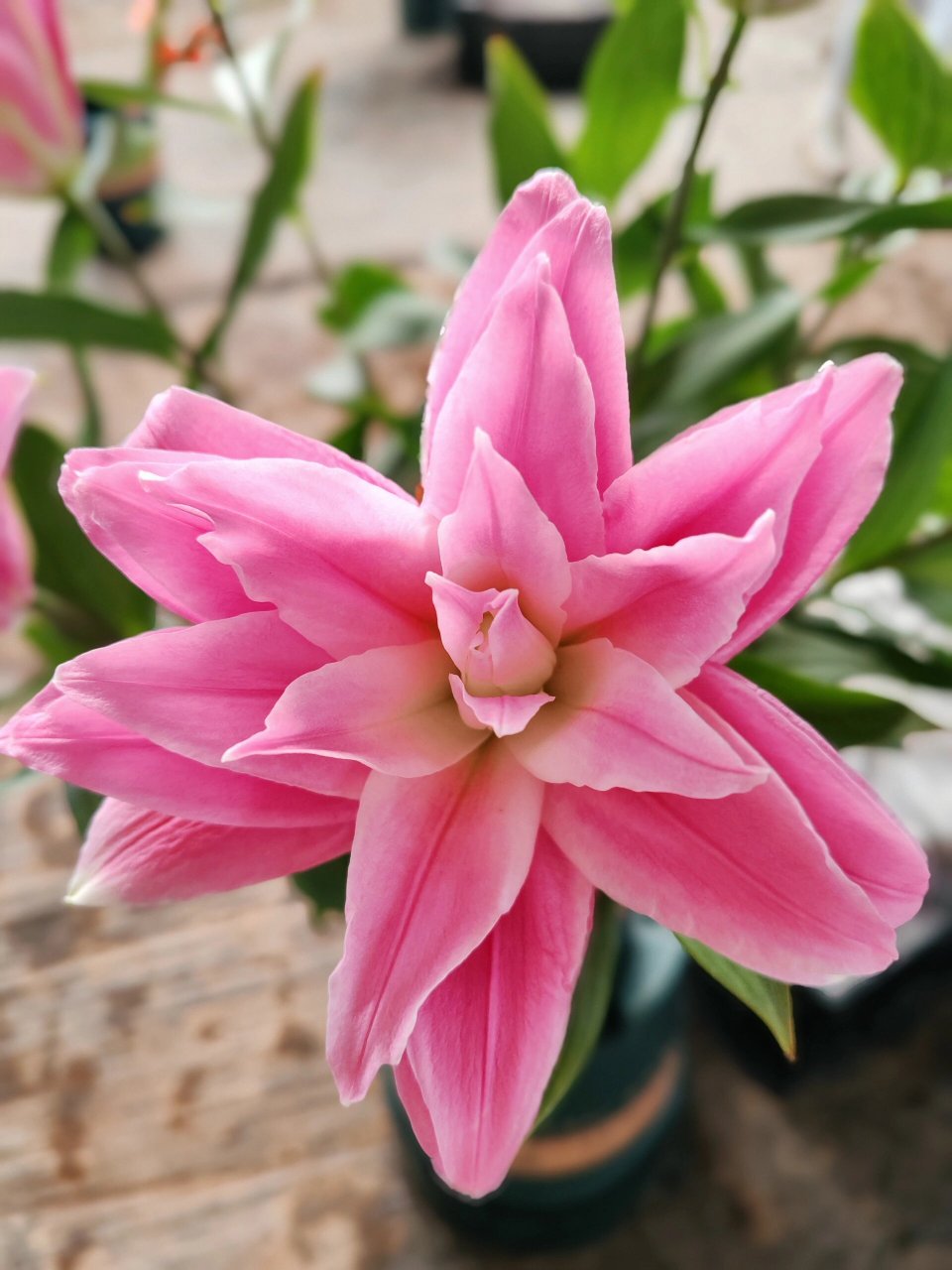 百合花——粉百合9393 粉色百合花,它的花语就是纯洁,可爱,粉色