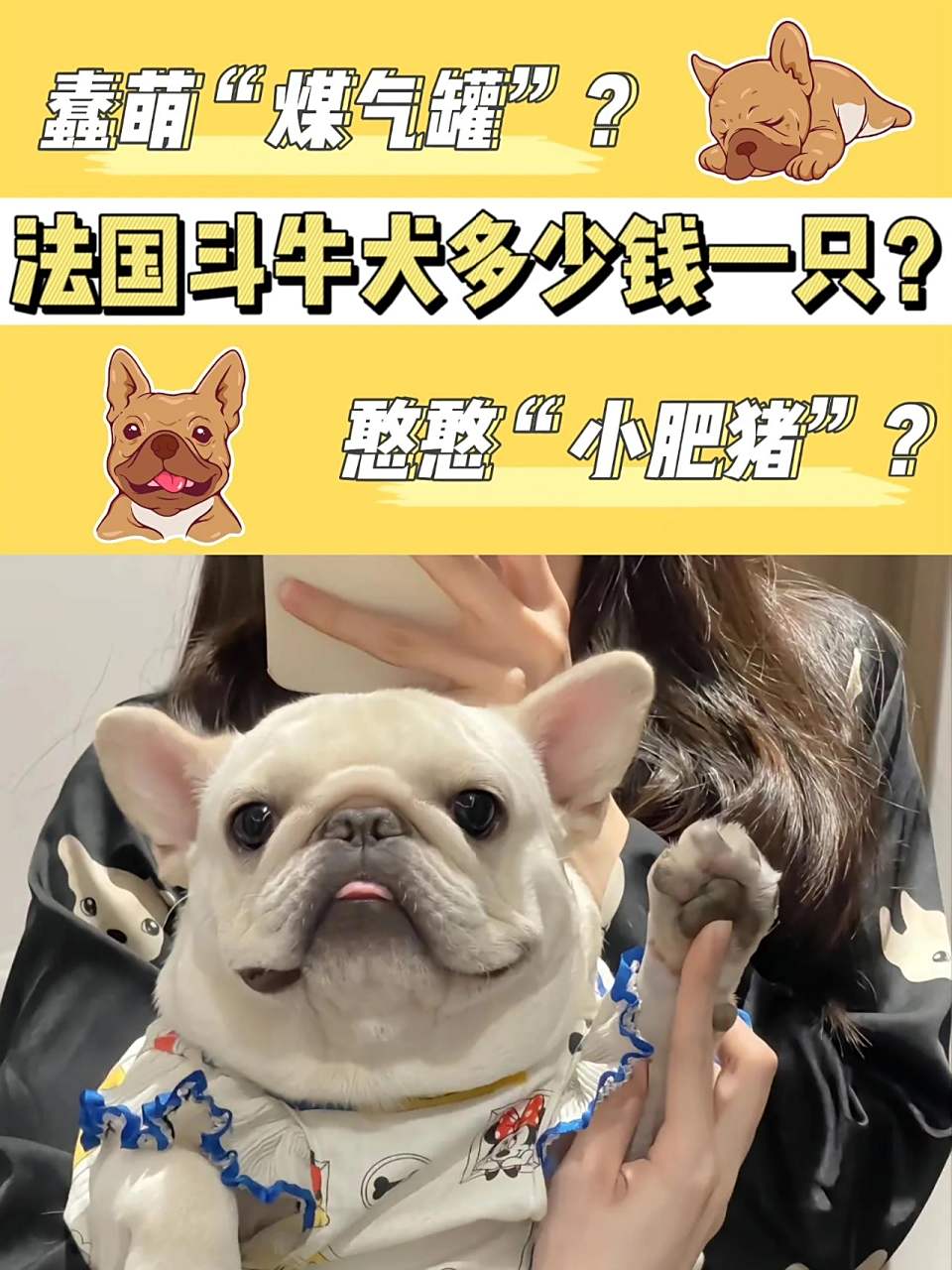 法国斗牛犬的价格主要由品相,血统决定 纯种法斗价格在5000-1000栽 