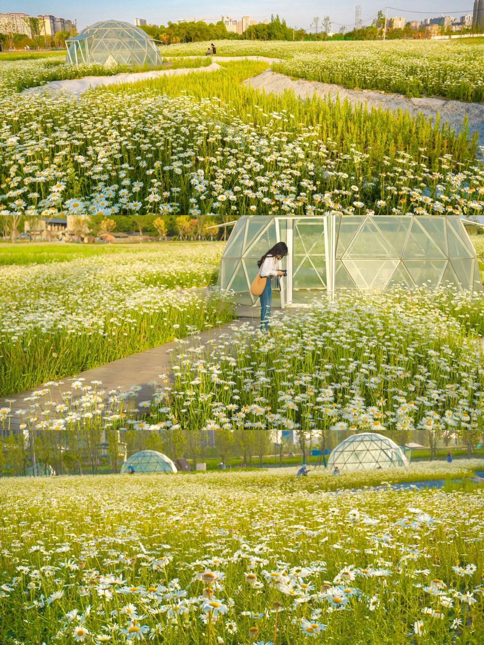 成都百仁公园雏菊 到麦田和花海最近的路 这个正在修建的公园到了傍晚