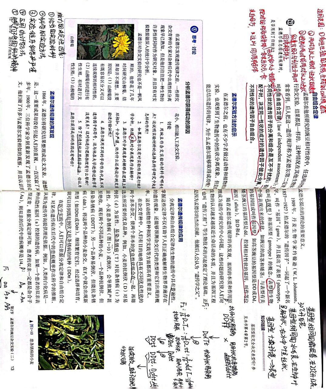 孟德尔的豌豆杂交实验(二)