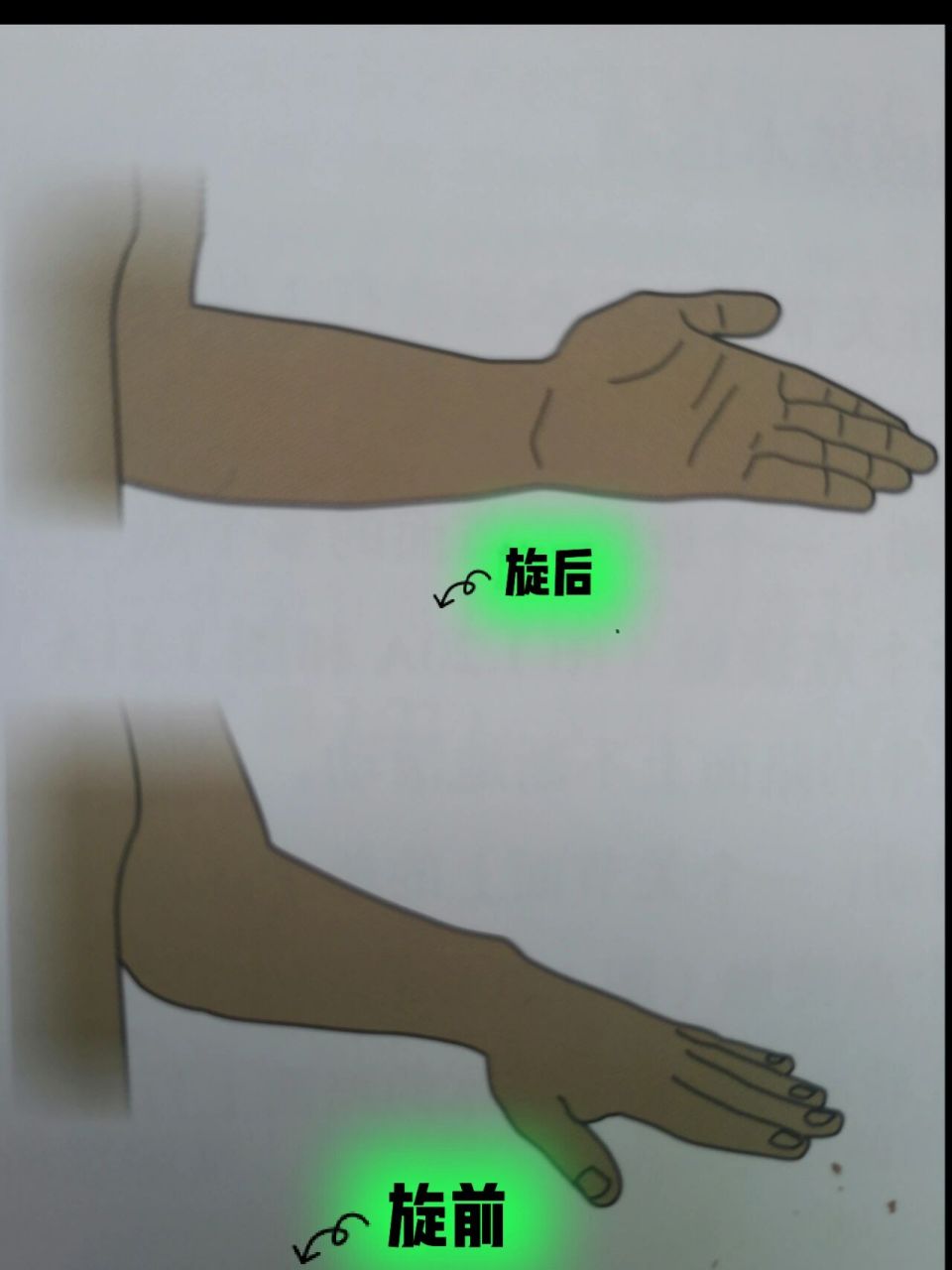 解剖术语,旋后 旋前 解剖学姿势 旋前:指前臂的旋转,使掌心向后的运动