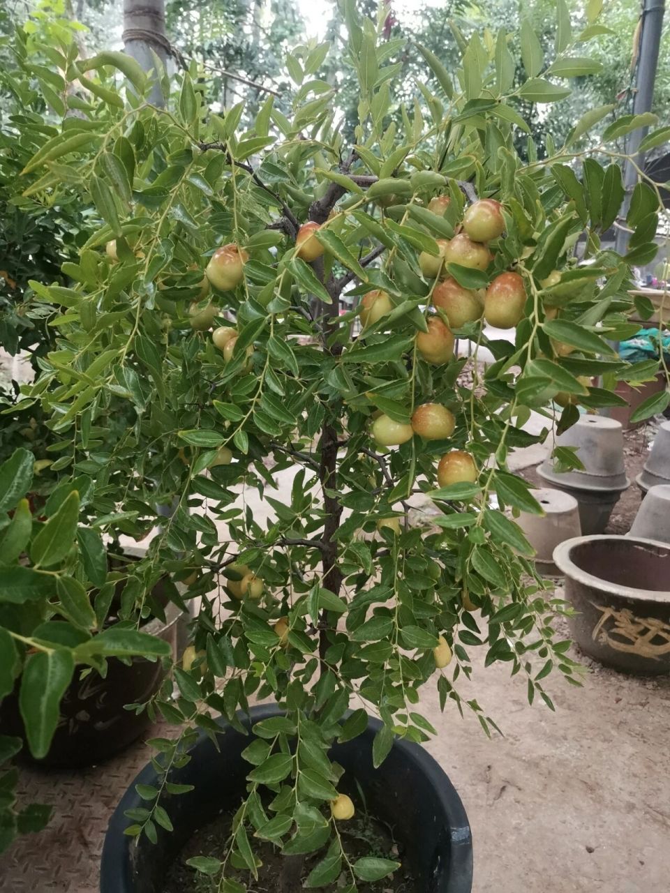 见闻果树盆景-各品种的枣树,大约高一米五