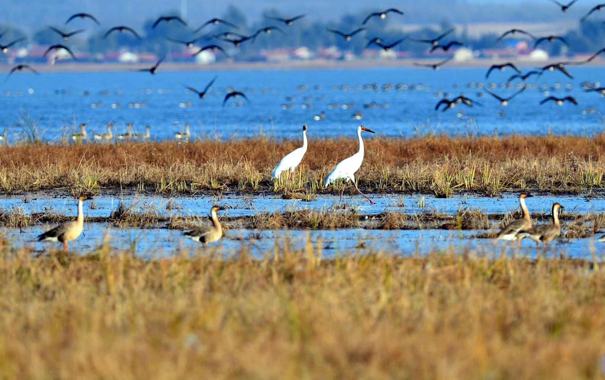 【打卡#沈阳都市圈# 沈阳站～卧龙湖:平湖春晓苍鹭飞】从沈阳驱车不到