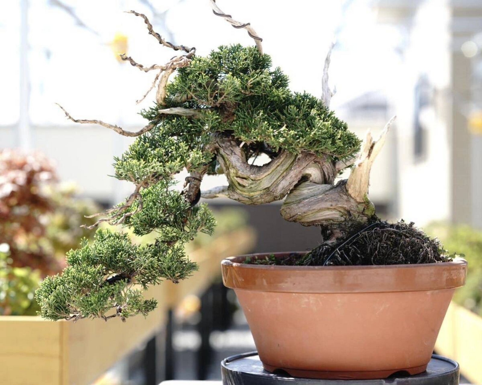 日本盆景 原土原盆 清关 代购 系鱼川 造型独特魅力 (系鱼川真柏) 产