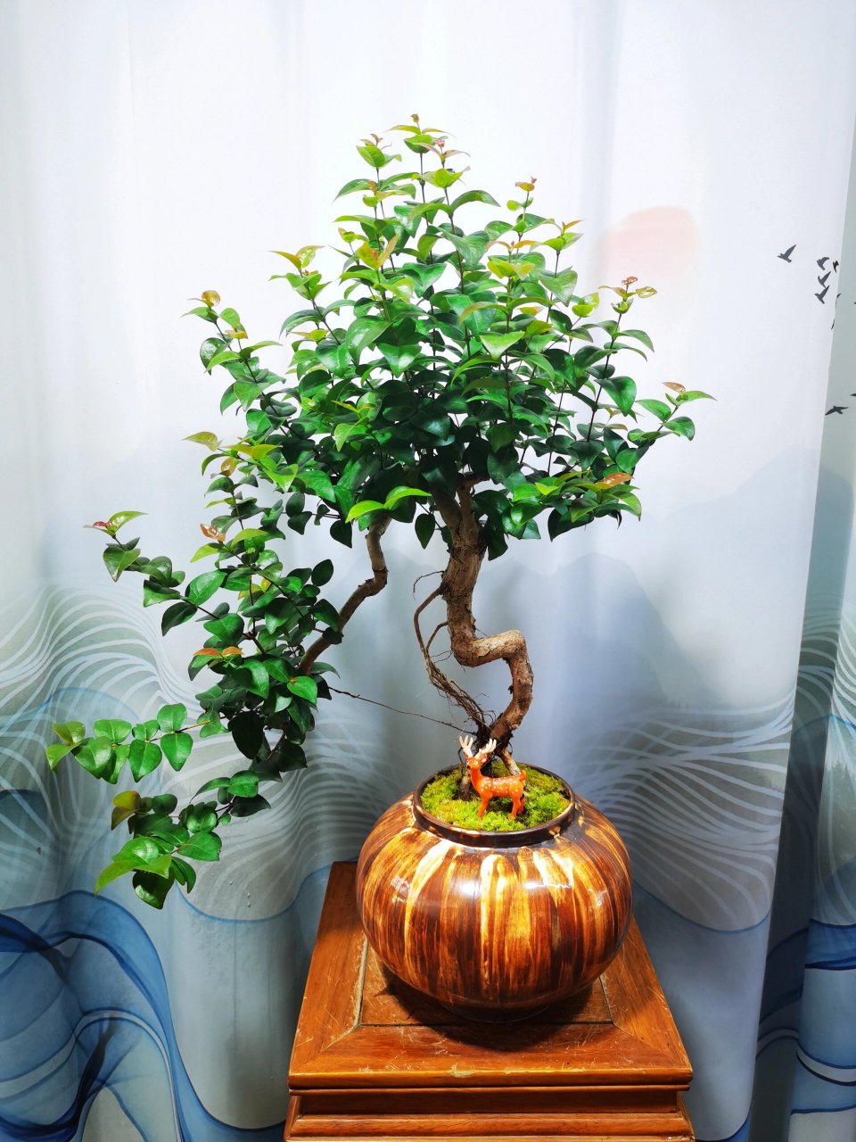 巴西红果 红果仔原产巴西.