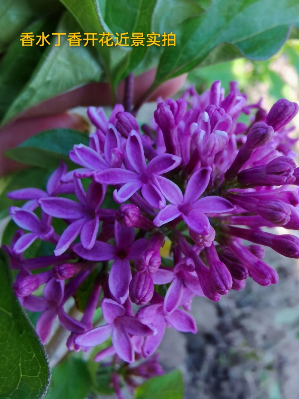 香水丁香是引进比较早的国外丁香品种.
