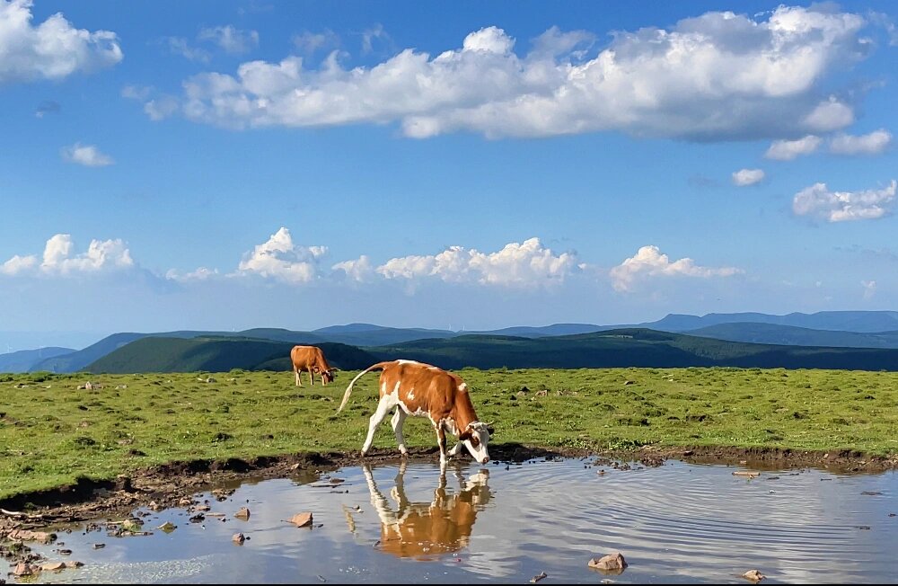 地点:山西省忻州市宁武县:马伦草原 芦芽山 9006100(门票99两个