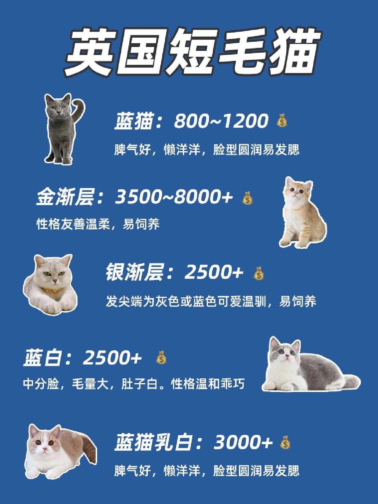 猫品种大全