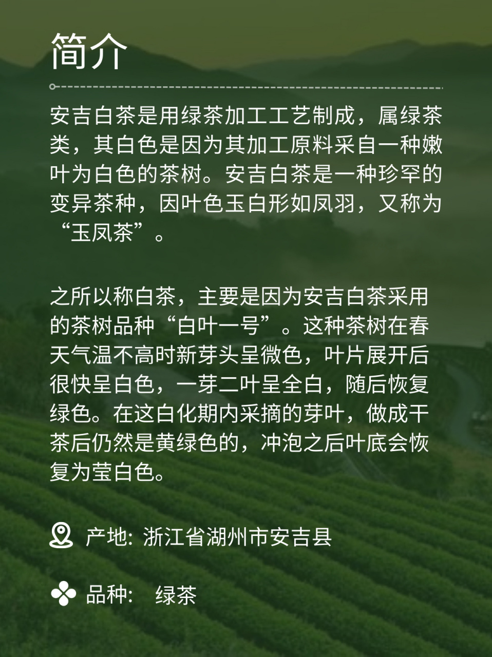 在快节奏的生活中,一杯安吉白茶不仅可以缓解身体和心理上的压力