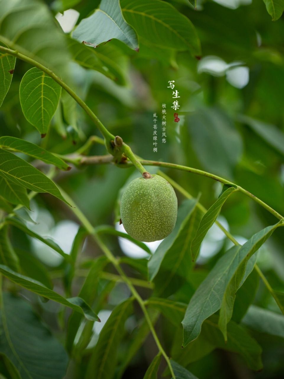 是胡桃科,胡桃属植物,俗称核桃.