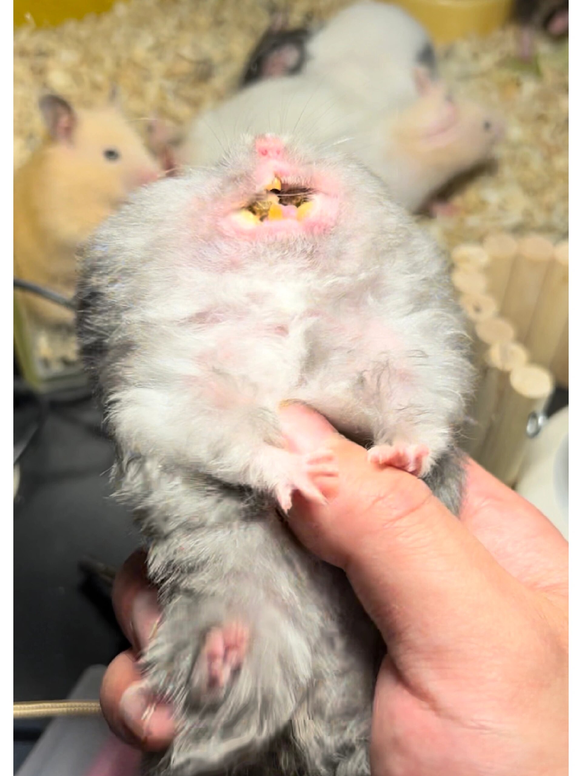 仓鼠颊囊里塞满了粮食,揭秘背后的原因