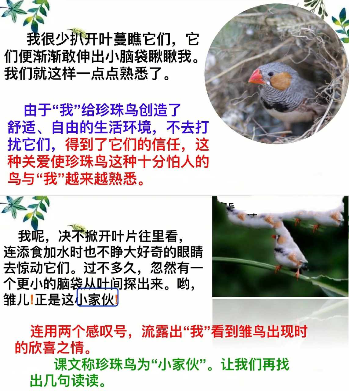 五年级上册《珍珠鸟》原创板书设计 昨晚思索77设计大概花了2个小时