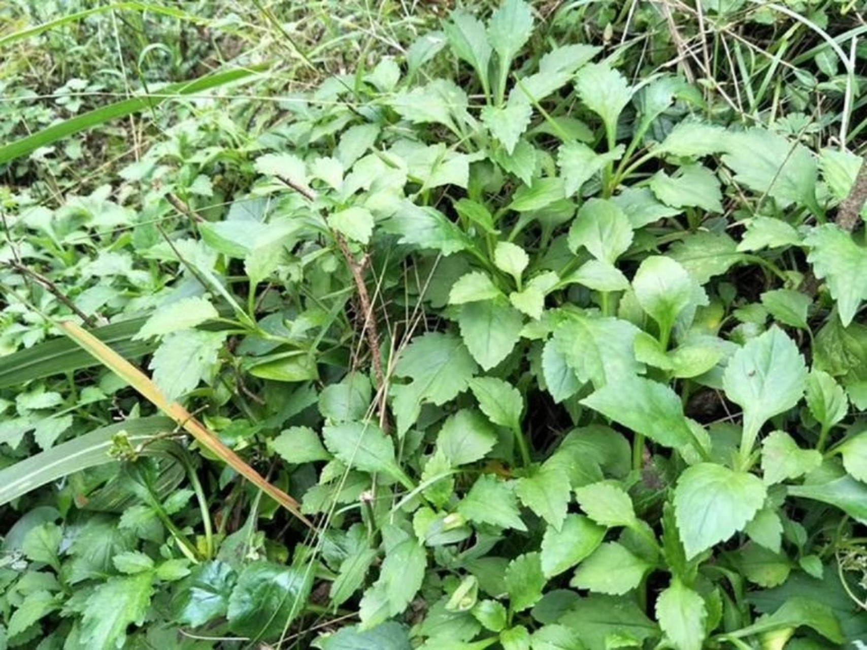 野菜-苦菜 少年时经常和妈妈上山采摘,炒肉吃特别好吃.