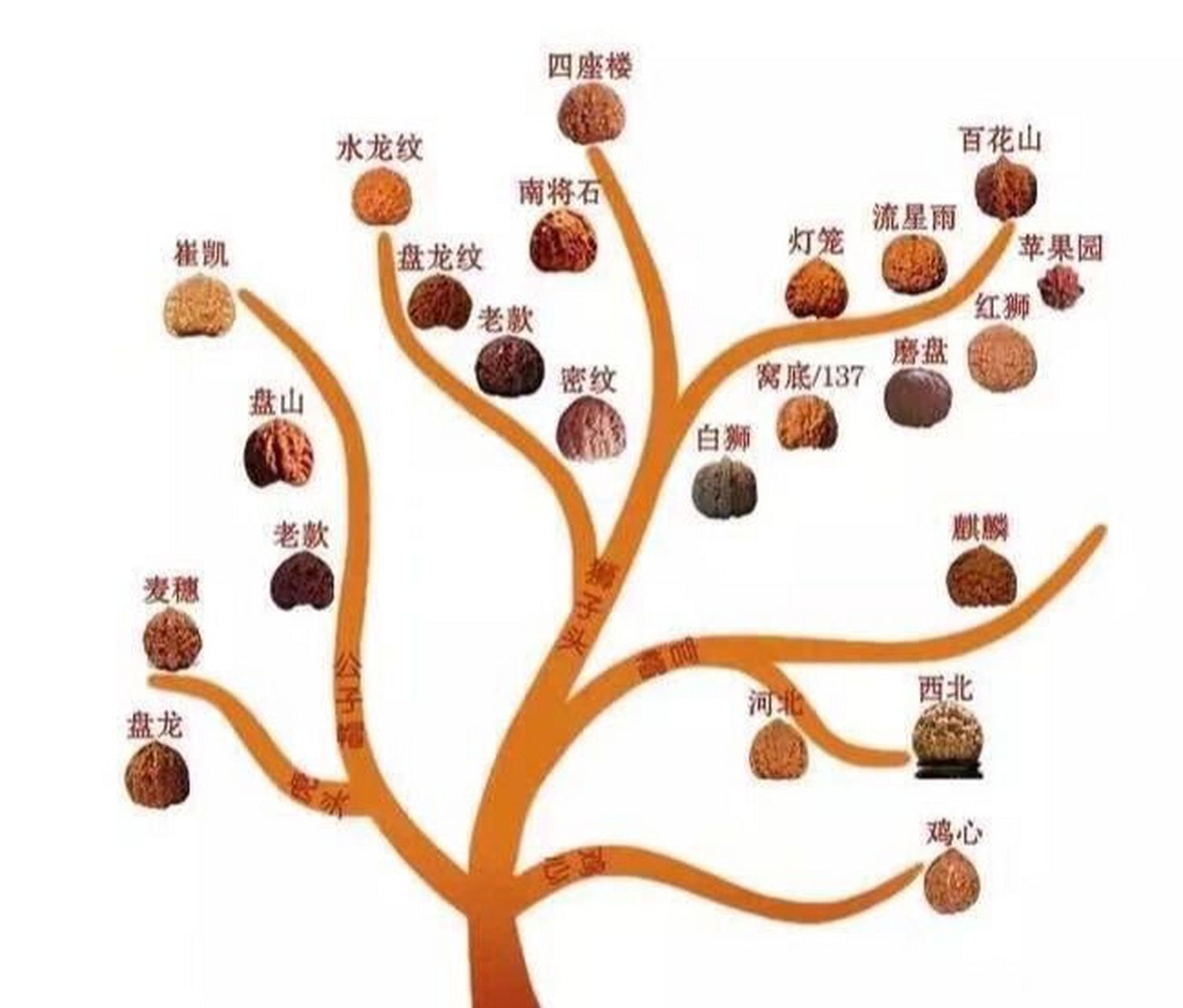 一张图带你了解文玩核桃所有种类  文玩核桃的种类繁多,今天从这张图