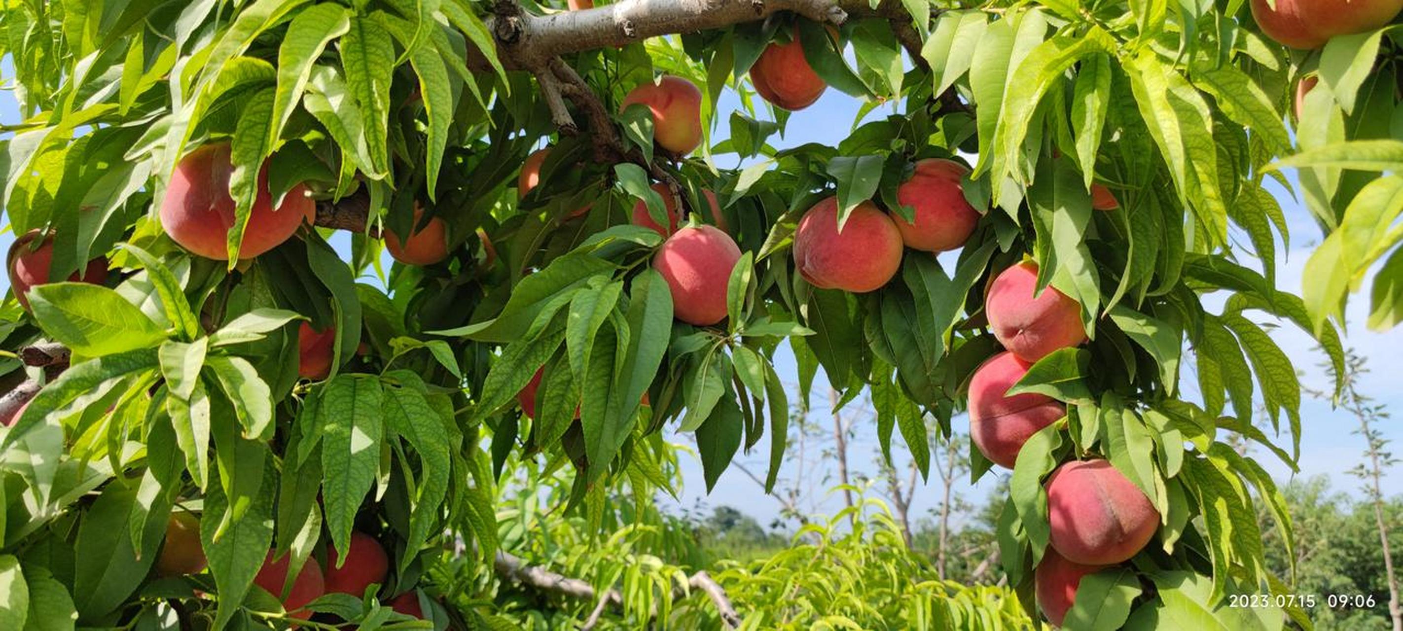 桃子丰收了,行情却不好,摘桃十分辛苦,一入桃林,如果你是过敏体质