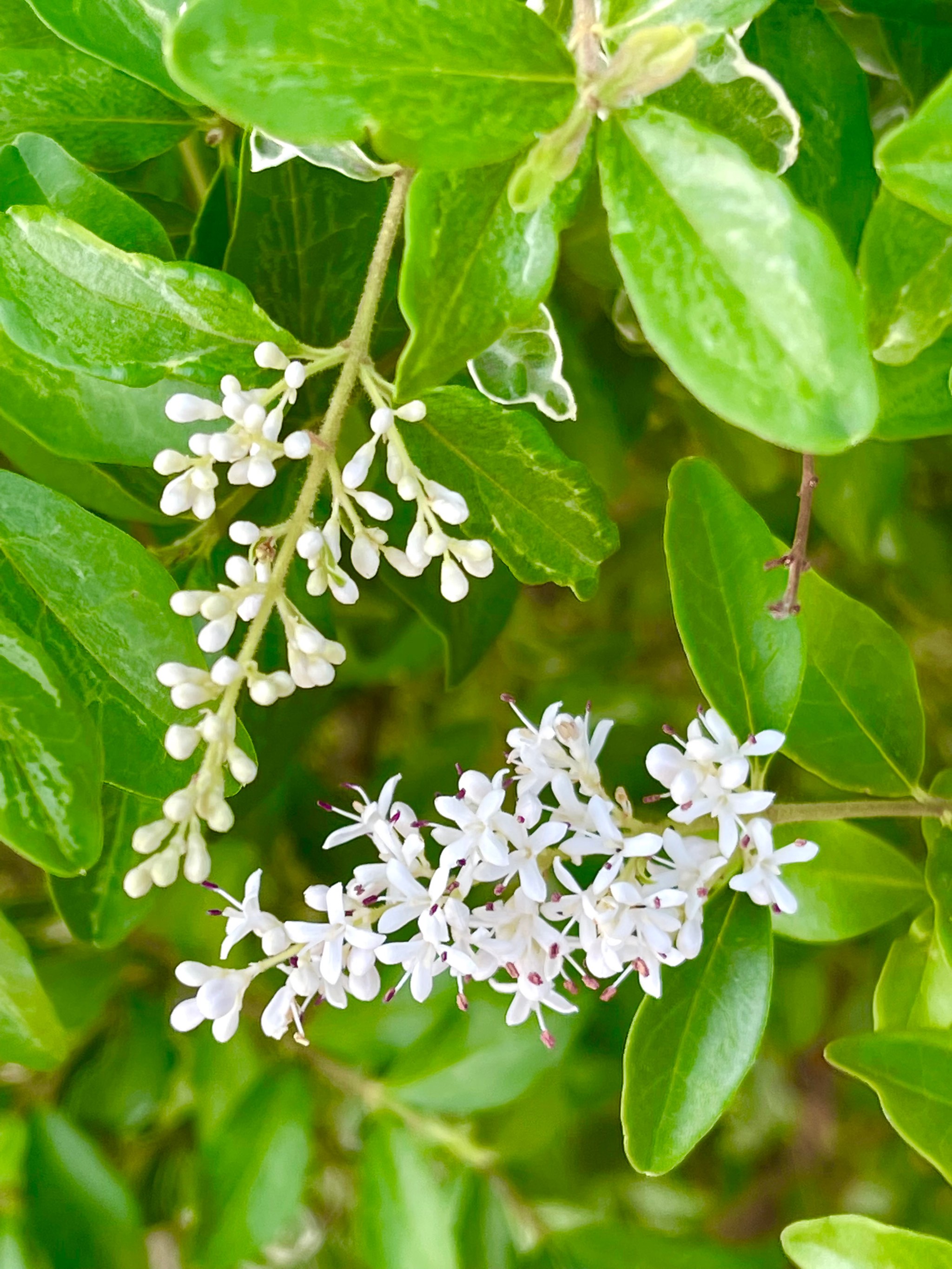 丽春花世界上最美的花